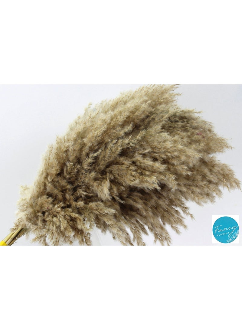 FANCY FLOWERS Pampas Grass Decor - Tall Extra Fluffy - Faux Artificial Dried-Beige White Natural - 60-80 Cm -20 XL/Large (Beige) - Image 1